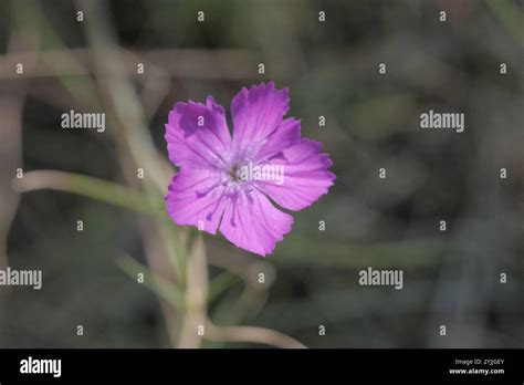 Granite Pink Dianthus Graniticus Stock Photo Alamy