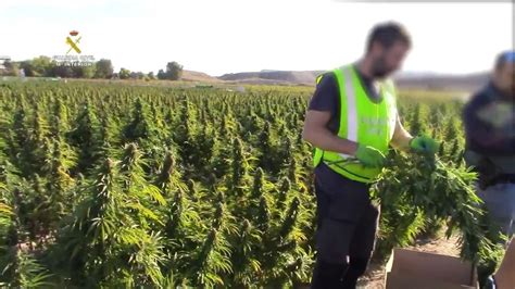 Desmantelada En Toledo La Mayor Plantaci N De Marihuana De Europa