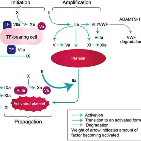 Phases Of Coagulation Tf Tissue Factor Vwf Von Willebrand Factor