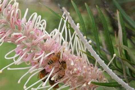 Australian Honey Bee Pollinating Manuka Flower Stock Photo - Image of ...