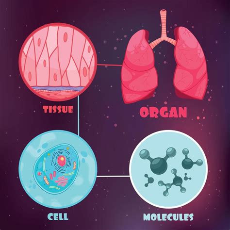 Biological Hierarchy Illustration 3500665 Vector Art at Vecteezy