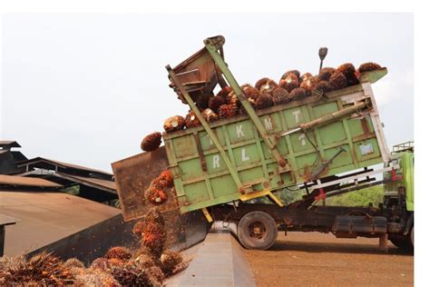 Petani Sawit Kaltim Full Senyum Harga Tbs Naik Menjadi Rp Kg