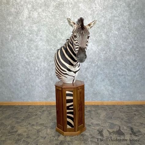 African Plains Zebra Pedestal Mount For Sale 24980 The Taxidermy Store