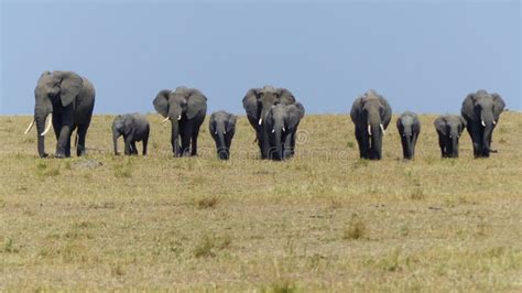 Elephants in Line from the Smaller To the Bigger in the Savanna Stock ...