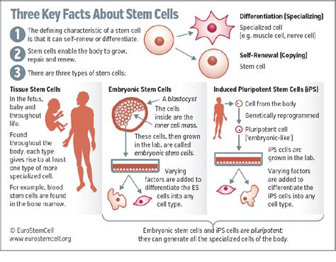 Figure From Stem Cell Research Trends In And Perspectives On The