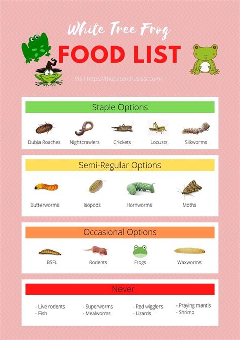 White Tree Frog Diet - Food Chart And Feeding Guide