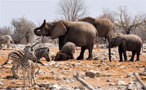 Top 10 Der Emblematischsten Tiere Afrikas Pet YOLO