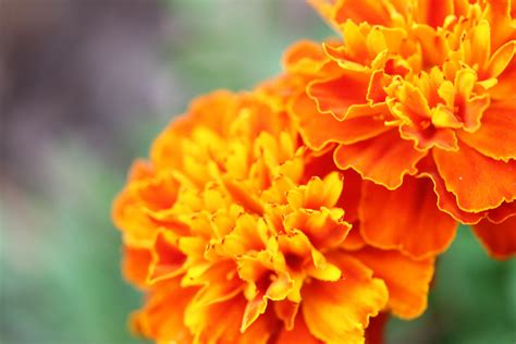 Orange Marigold Free Stock Photo Public Domain Pictures