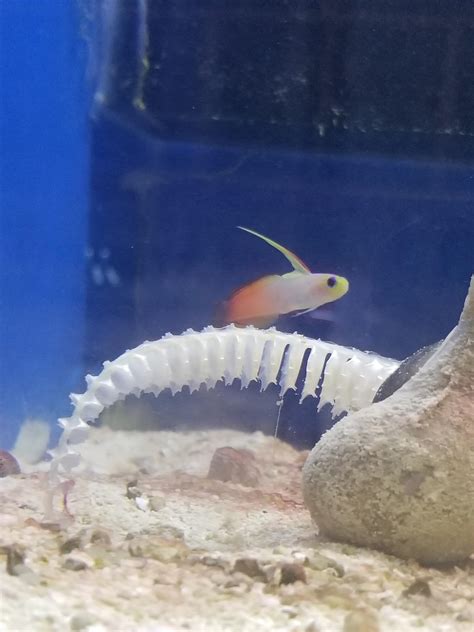 The Conch At My Lfs Is Laying Eggs Rreeftank