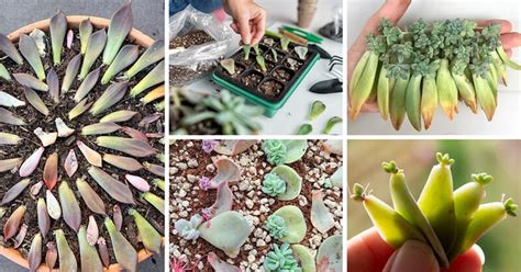 Propagating Succulents A Comprehensive Guide For Beginner Flickr