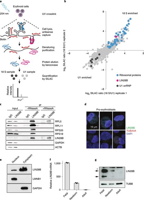 RNA Binding Protein LIN28B Associates With Ribosomes In Erythroid Cells