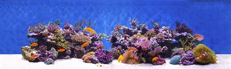 Live Rock Aquarium