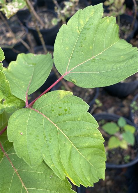 Acer Negundo Box Elder Maple 3 Behmerwald Nursery