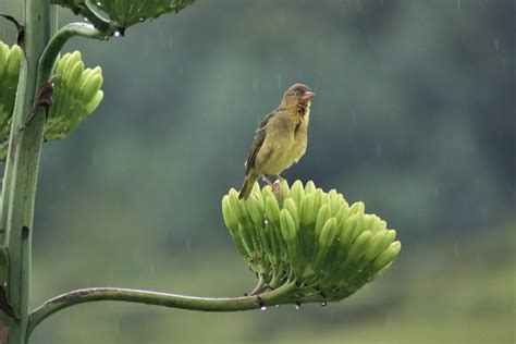 Can Birds Fly In The Rain? – A Helpful Explanation – Birding Outdoors