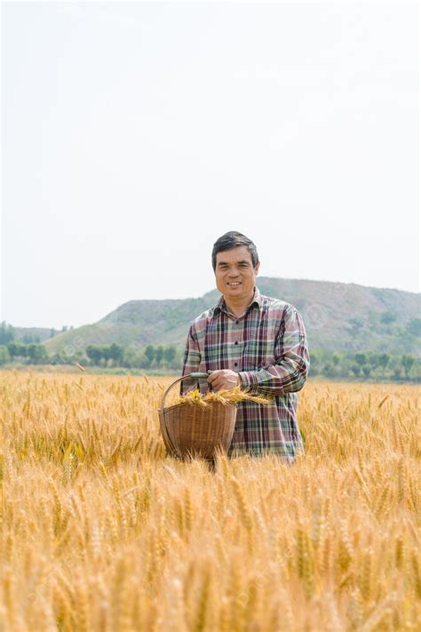 Fotografia De Um Homem Colhendo Trigo Em Um Campo De Trigo Fundo