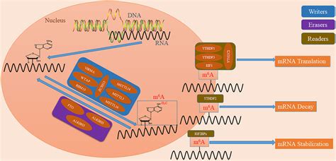 Mechanisms underlying the m6A modification. m⁶A modification is a ... 