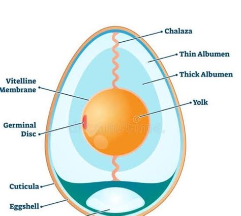 Describe This Cross Section Of A Hens Egg Brainly In