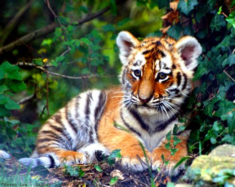 Brownish Orange Tiger Colors Photo 34705057 Fanpop