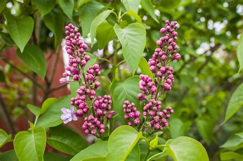 Purple Lilac Tree Stock Photo - Download Image Now - Beauty, Blossom ...