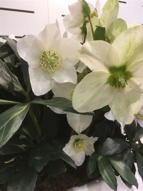 Helleborus niger VAALEAJOULURUUSU | Paratiisin Taimitarha