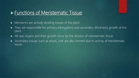 Meristematic Tissue Types And Classification PPT