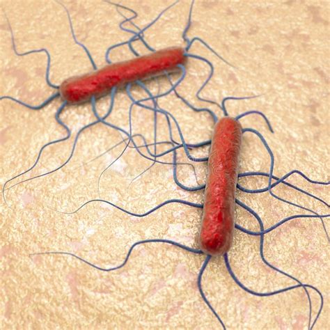 Bakterien Listeria Monocytogenes Stock Abbildung Illustration Von