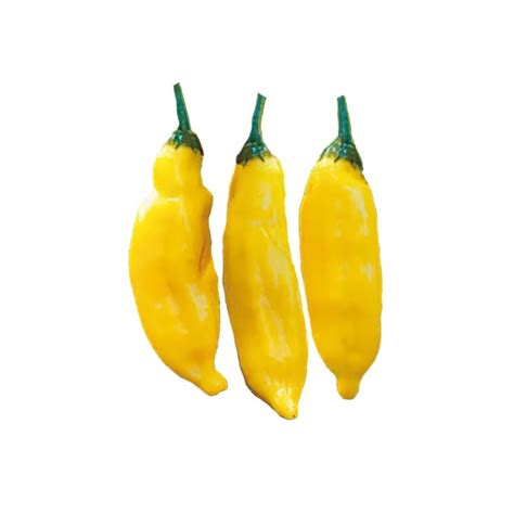 Aji Limo Aji Limon Lemon Drop Pepper Seeds Sandia Seed Company