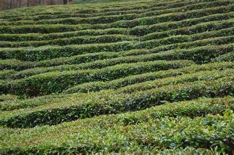 Краснодарский чай Века от производителя, чайные плантации ...