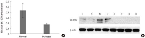 Western Blot Analysis And Relative Protein Expression Of Ec Sod A Download Scientific Diagram