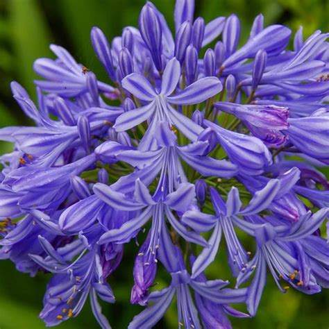 AGAPANTHE
