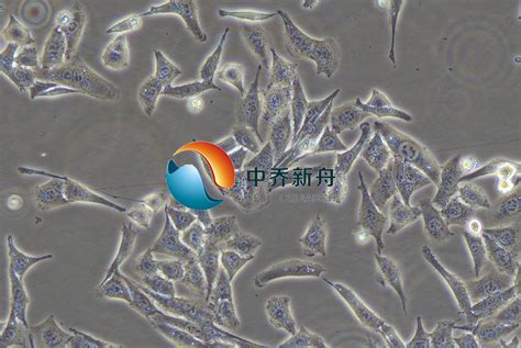 Mc3t3 E1subclone14细胞 细胞株 小鼠胚胎成骨细胞 中乔新舟生物科技有限公司