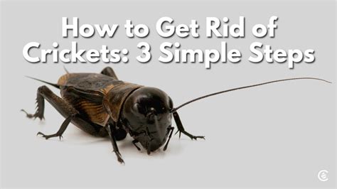 When It Comes To Crickets There’s One Surprising Fact Most People Don’t Know 😳 Getting Rid