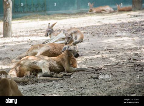 Kangaroo in zoo Stock Photo - Alamy