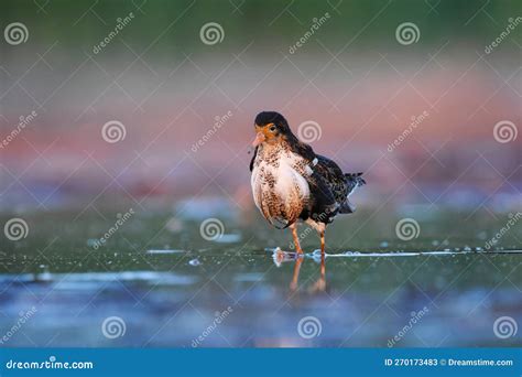 Ruff Calidris Pugnax Male In The Wetlands At Dusk Stock Image Image