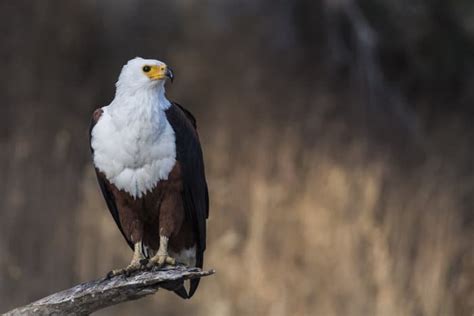 14 Incredible Facts About The Fish Eagle Africas Greatest Raptor