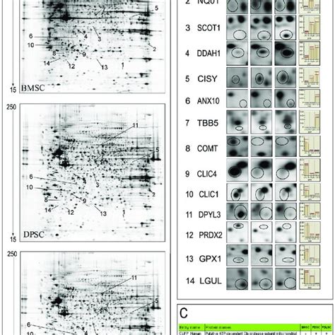 Western Blot Analysis Of Some Representative Proteins That Are Download Scientific Diagram