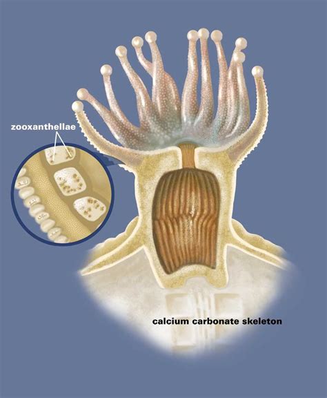 Coral Polyp Diagram Geo For Cxc