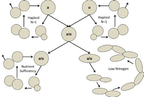 Haploid And Diploid Saccharomyces Cerevisiae Growth Forms Yeast Can