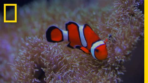 Clownfish Nemo