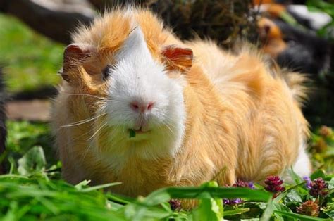 Haggis Herd Colonises Suffolk Ravages Crops
