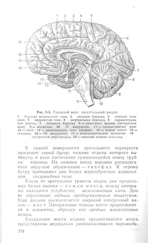 Головной мозг - сагиттальный (вертикальный) разрез