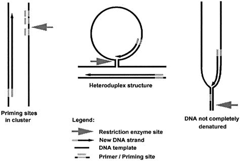 Possible Mechanisms Explaining The Generation Of New Polymorphisms By