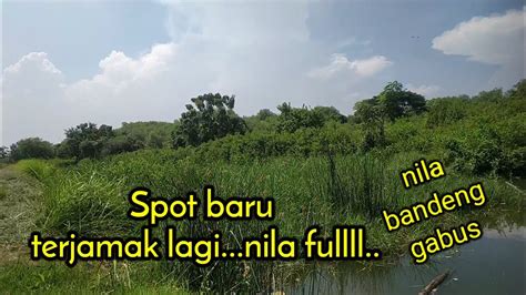 Mancing Nila Bandeng Habis Hujan Ikannya Ganas Ganas Mancing