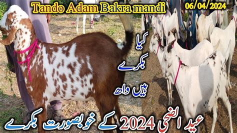 Tando Adam Bakra Mandi Latest Update Today Eid Ul Adha