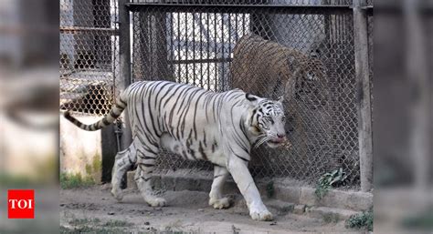 Patna zoo reopens after 49 days | Patna News - Times of India