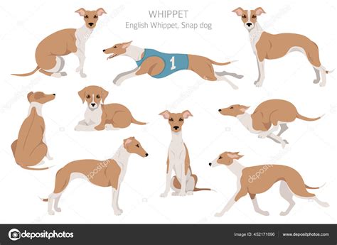 Whippet Clipart Different Poses Coat Colors Set Vector Illustration Stock Vector Image by ...