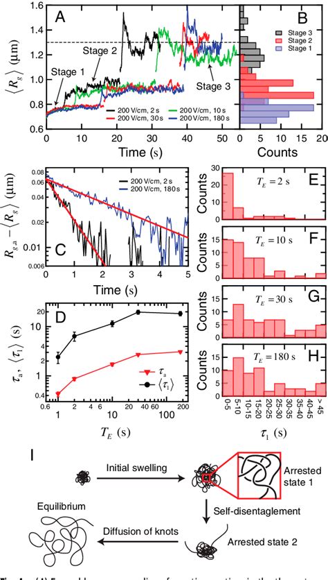Figure 4 from Compression and self-entanglement of single DNA molecules ... 