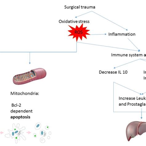 Pathophysiology Of Oxidative Stress And Inflammatory Responses After