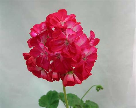 Пеларгония Black Country Bugle