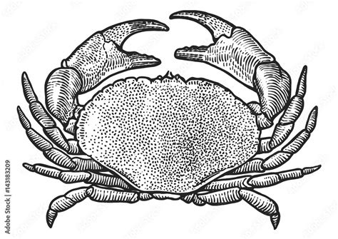 Crab illustration, drawing, engraving, ink, line art, vector Stock ...